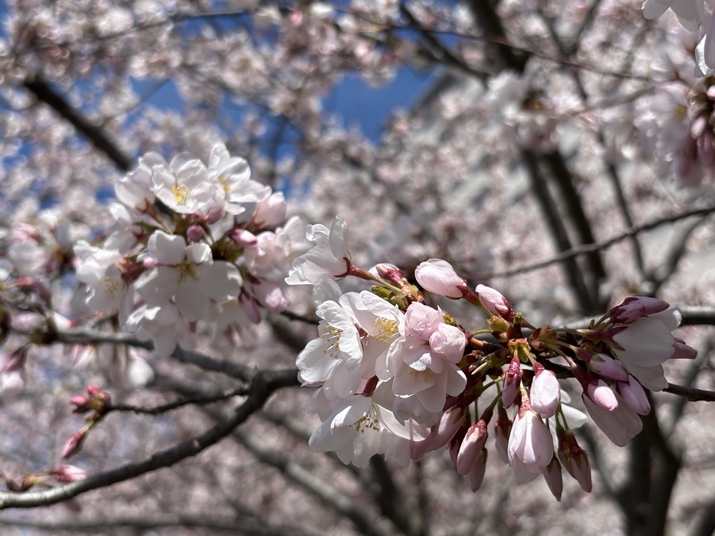Sakura at the JCCC April 24, 2026