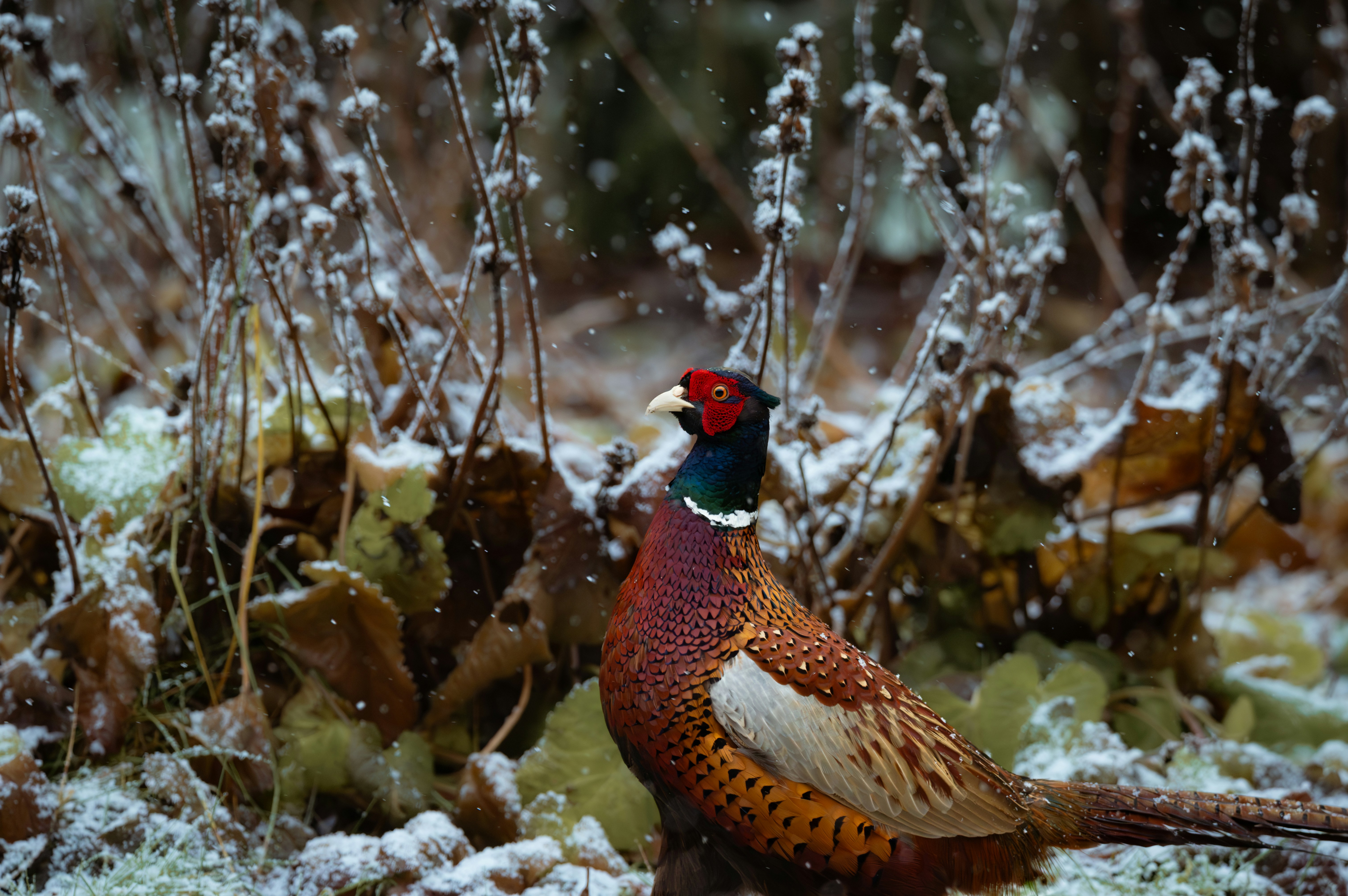 Pheasants in the snow