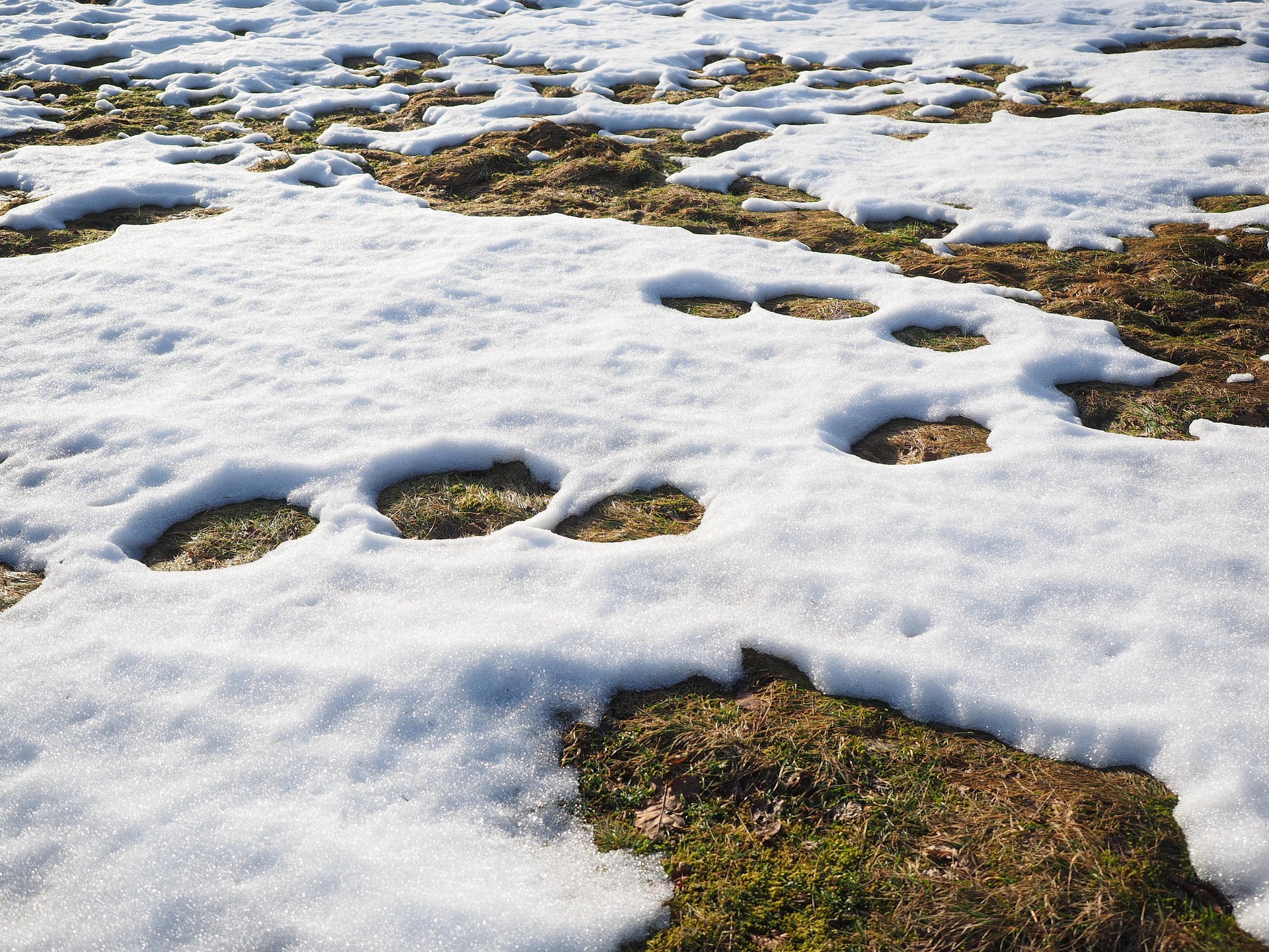 Snow in the meadow melts after spring rain