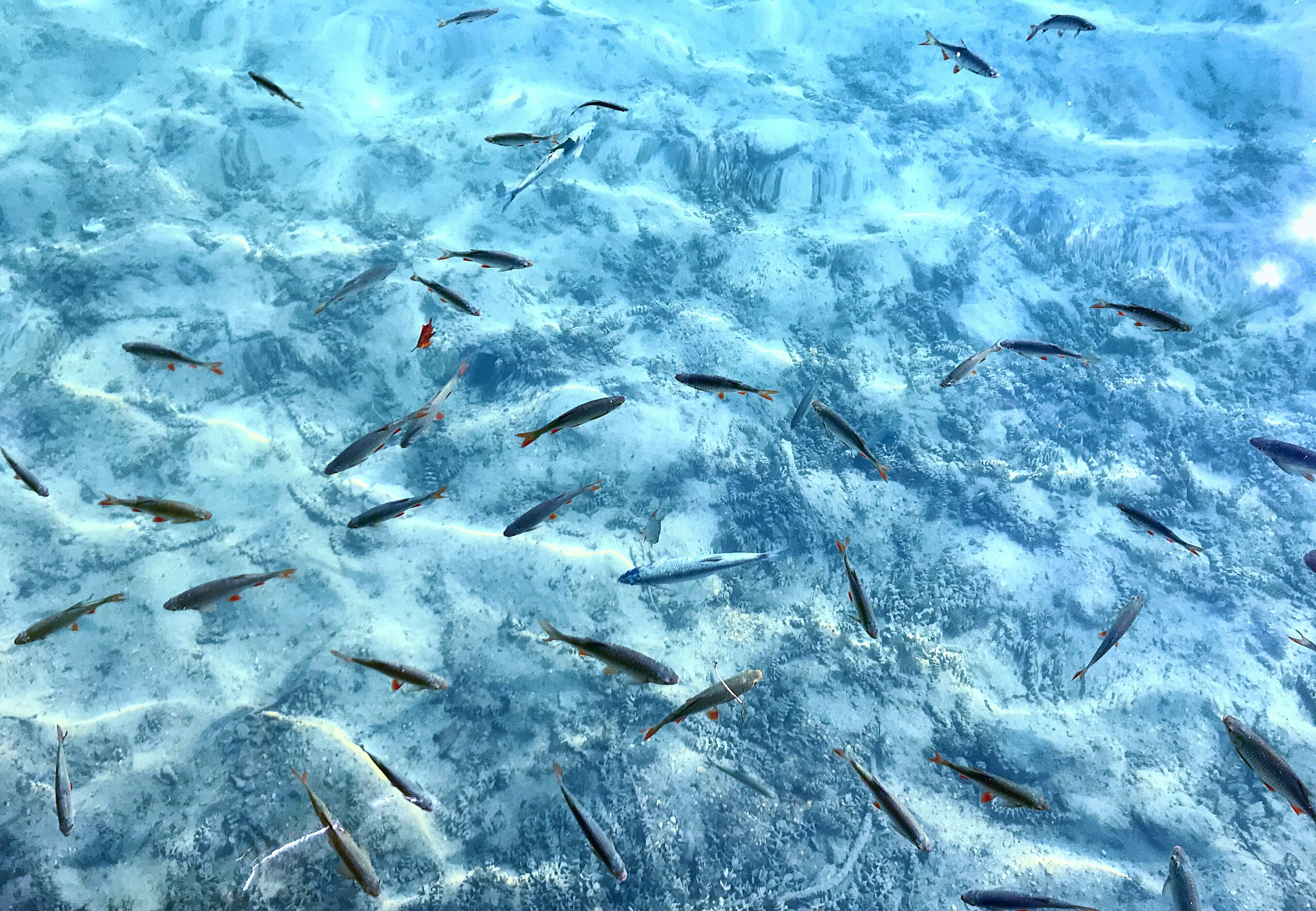 Fish swimming in Icy water