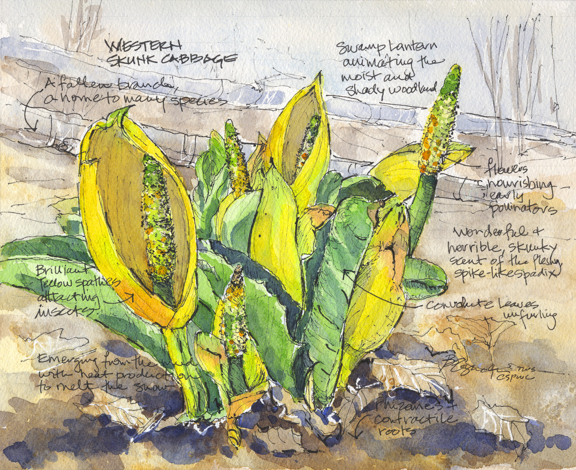 Vignette 'A' - Barbara Eguchi