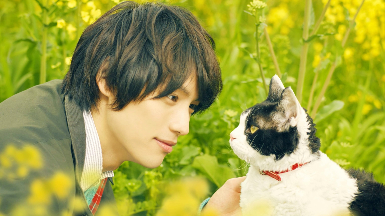 THE TRAVELLING CAT CHRONICLES main